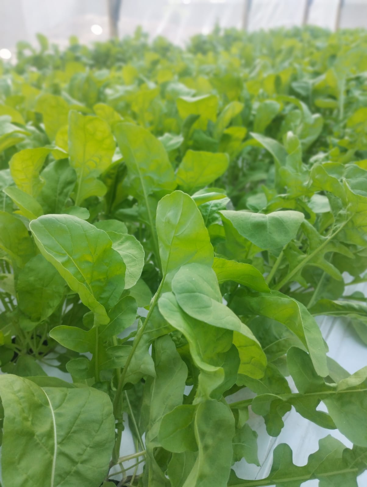 Rúcula hidropônica